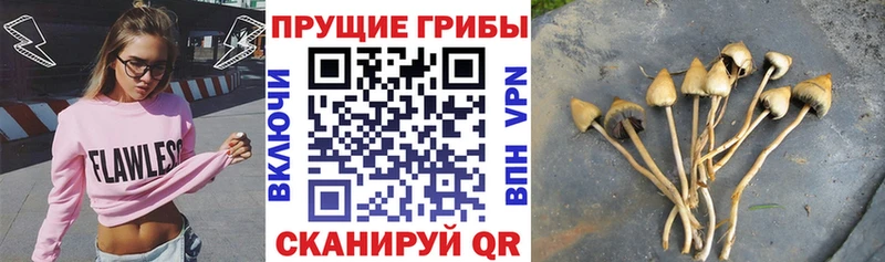 Галлюциногенные грибы мицелий  цены наркотик  Каменногорск 